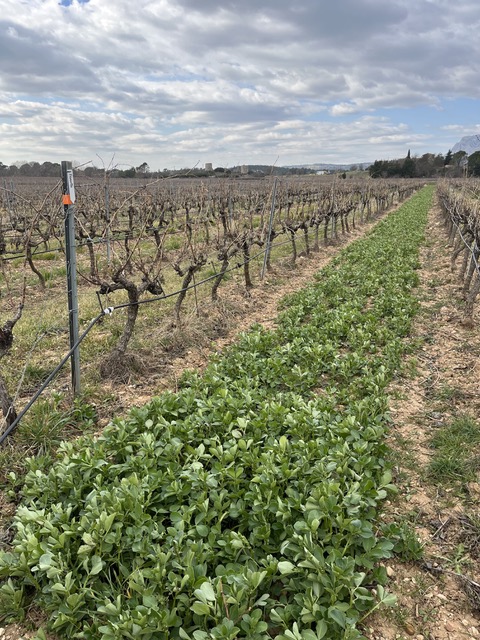 Les vignerons de la Sainte-Victoire sont associés à GRDF dans le projet Inter vignes visant à cultiver entre deux rangs de vigne, des végétaux pour produire du biogaz. ©NBC