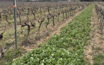 Les vignerons de la Sainte-Victoire sont associés à GRDF dans le projet Inter vignes visant à cultiver entre deux rangs de vigne, des végétaux pour produire du biogaz. ©NBC